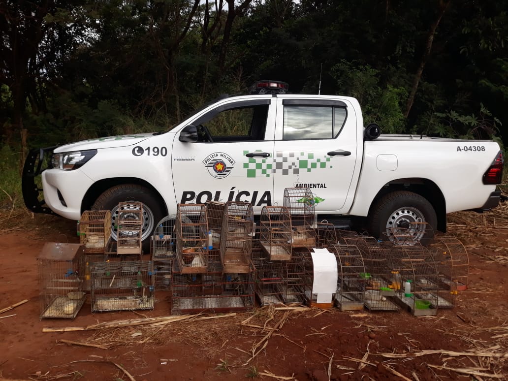 Polícia Ambiental faz apreensão de 66 pássaros em cativeiro