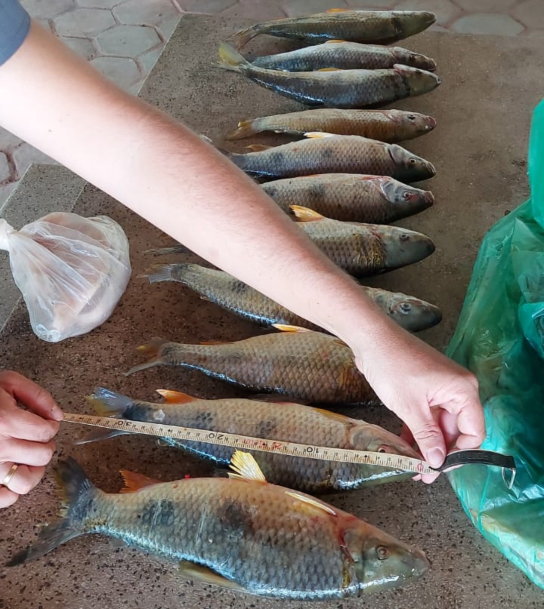 Polícia Ambiental apreende 13 kg de peixes em Terra Roxa