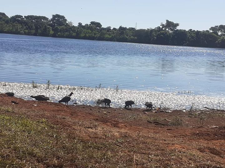 Obras em rodovia podem ter sido a causa de mortes de peixes