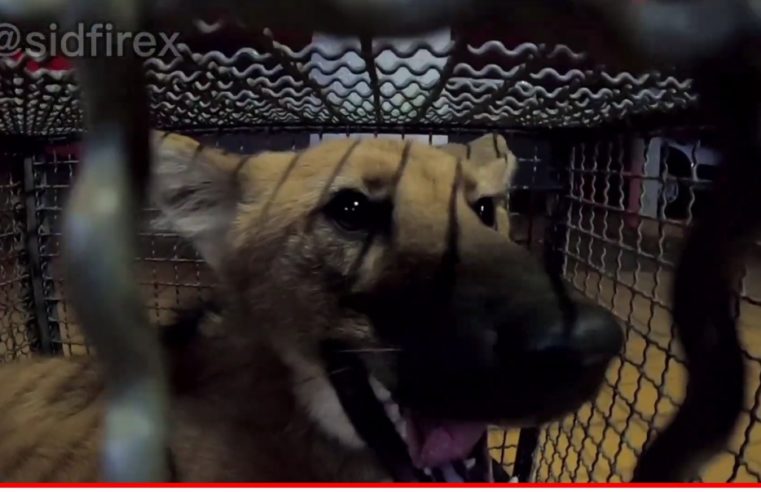 Corpo de Bombeiros captura Lobo Guará em residência de Barretos
