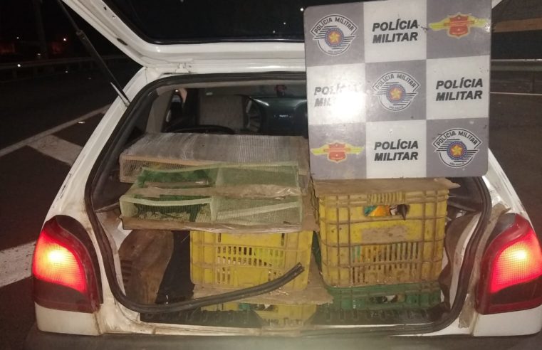 Dupla é presa pela Polícia Rodoviária com 120 animais silvestres