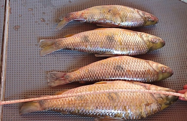 Pescador é autuado pescando peixes fora do tamanho permitido