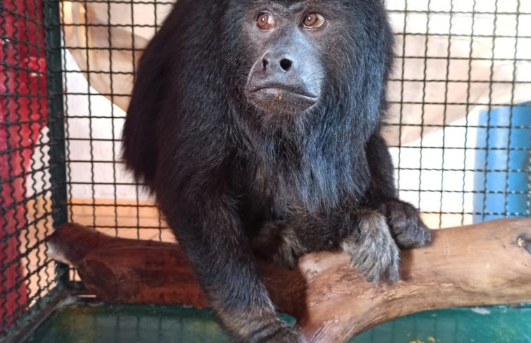 Macaco bugio é devolvido para a natureza