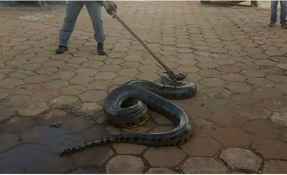 Homem morre picado por cobra em seringal