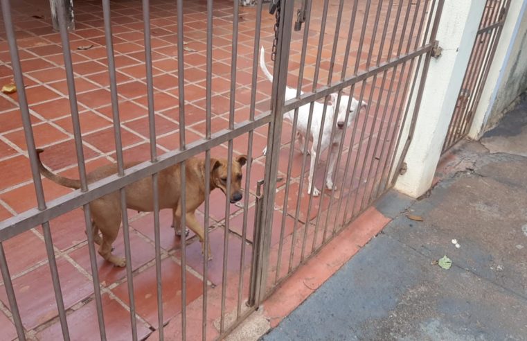 Polícia Ambiental aplica multa de R$6 mil por abandono de cães após proprietária mudar da cidade