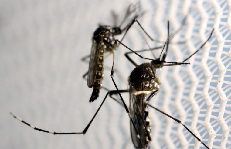 Barretos tem 8 pacientes internados para tratamento de Dengue