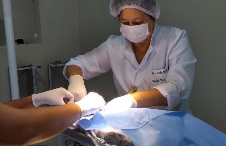 Centro Veterinário Municipal inicia agendamento de castrações gratuitas para cães e gatos