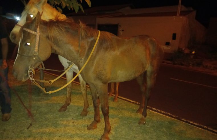 Força Tática recupera cavalos furtados