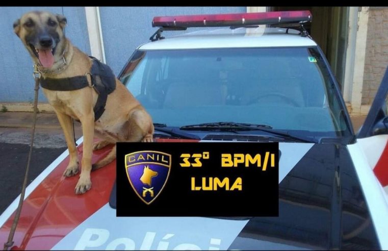 Policiais prestam homenagem a cadela Luma do Canil da PM