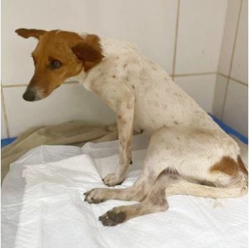 Barretense faz campanha para custear gastos de cadela atropelada