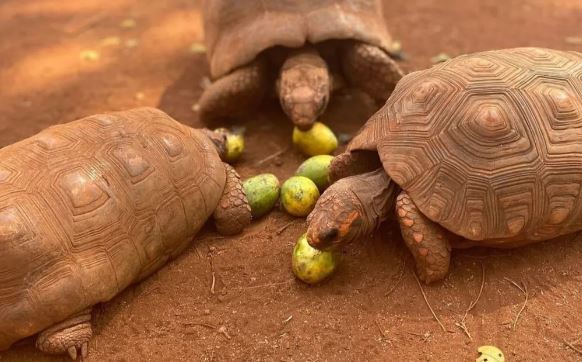 Zoológico de Guaíra transferiu 56 jabutis para o Paraná