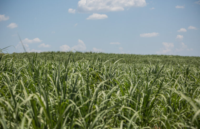 Tereos anuncia operação de irrigação com pivô central no noroeste paulista