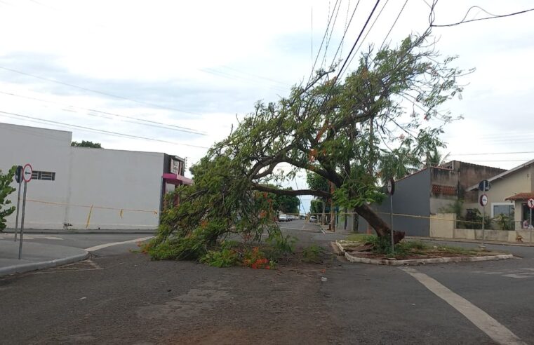 Árvore cai sobre fiação elétrica em Barretos