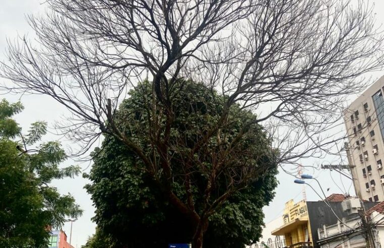 Prefeitura retira árvore com risco de queda na Praça Francisco Barreto