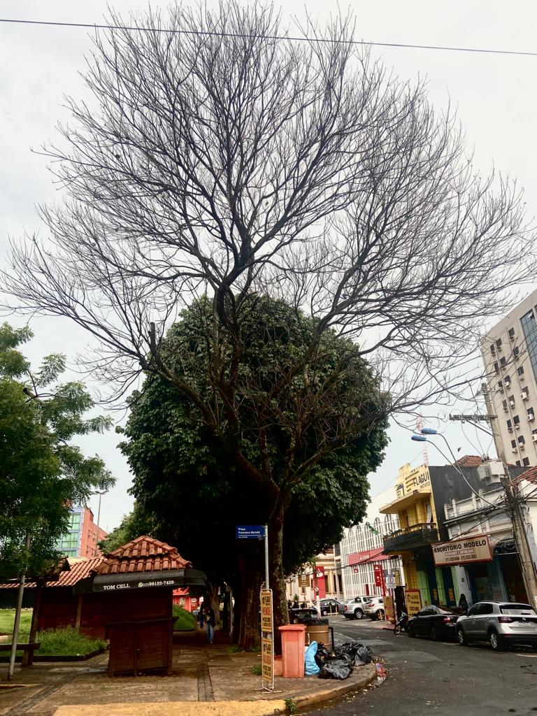 Prefeitura retira árvore com risco de queda na Praça Francisco Barreto