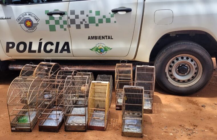 Pássaros são apreendidos em Olímpia pela Ambiental