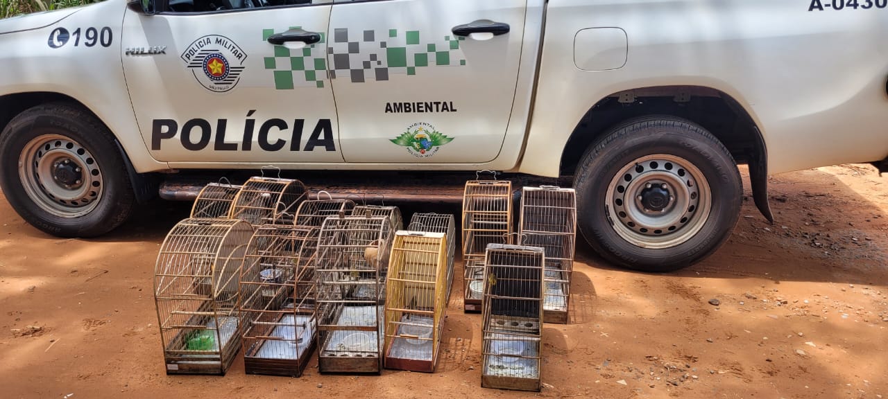 Pássaros são apreendidos em Olímpia pela Ambiental