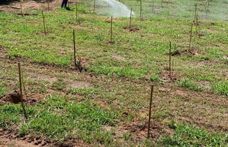 SAAE Barretos já plantou 900 mudas de árvores na nascente do córrego do Aleixo no ASPUM