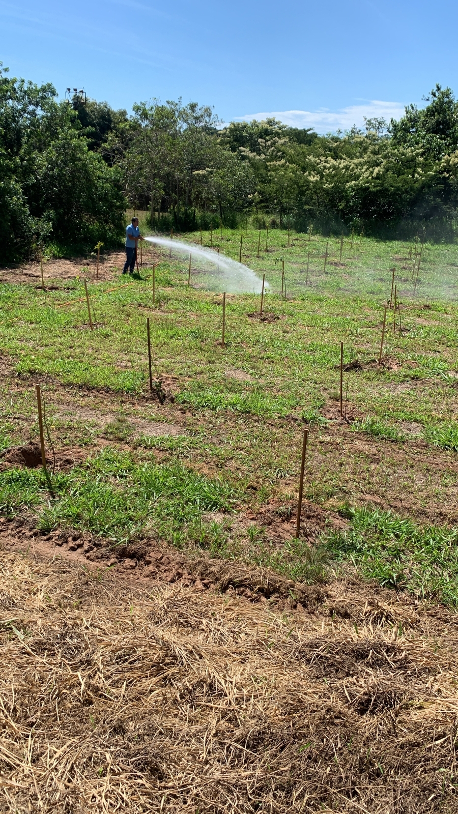 SAAE Barretos já plantou 900 mudas de árvores na nascente do córrego do Aleixo no ASPUM