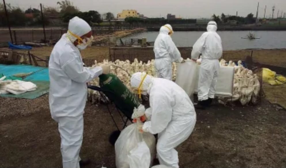 Gripe aviária ainda não é ameaça direta a humanos, mas especialistas fazem alerta