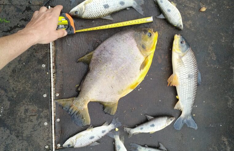 Pescadores são autuados por pescar peixes com tamanho inferior ao permitido