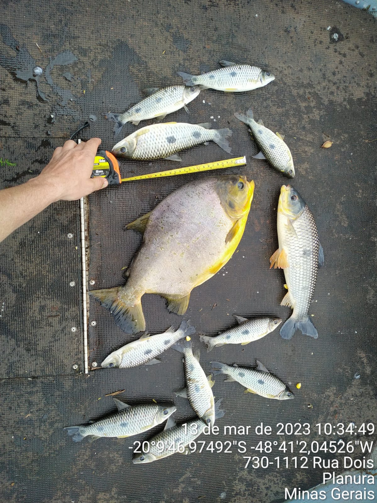 Pescadores são autuados por pescar peixes com tamanho inferior ao permitido