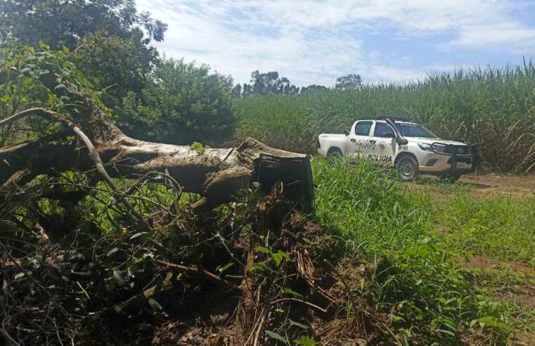 Polícia Ambiental constata cultivo de cana em área embargada em Bebedouro