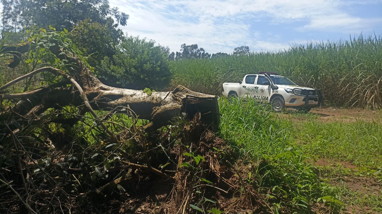 Polícia Ambiental constata cultivo de cana em área embargada em Bebedouro