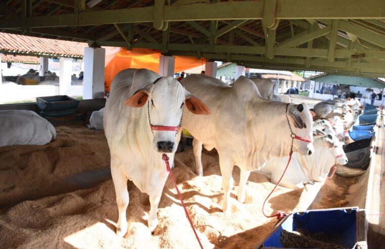 Expo Barretos acontece no Recinto com várias atrações