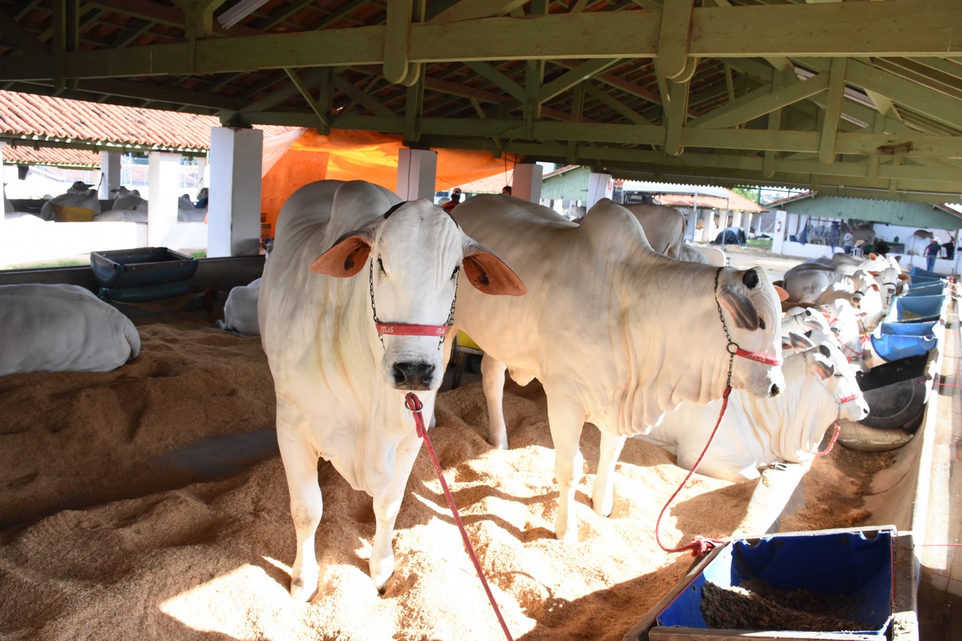 Expo Barretos acontece no Recinto com várias atrações