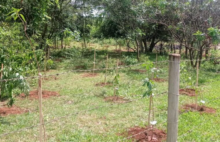 Projeto Vida Mais Verde faz plantio de árvores com apoio de estudantes