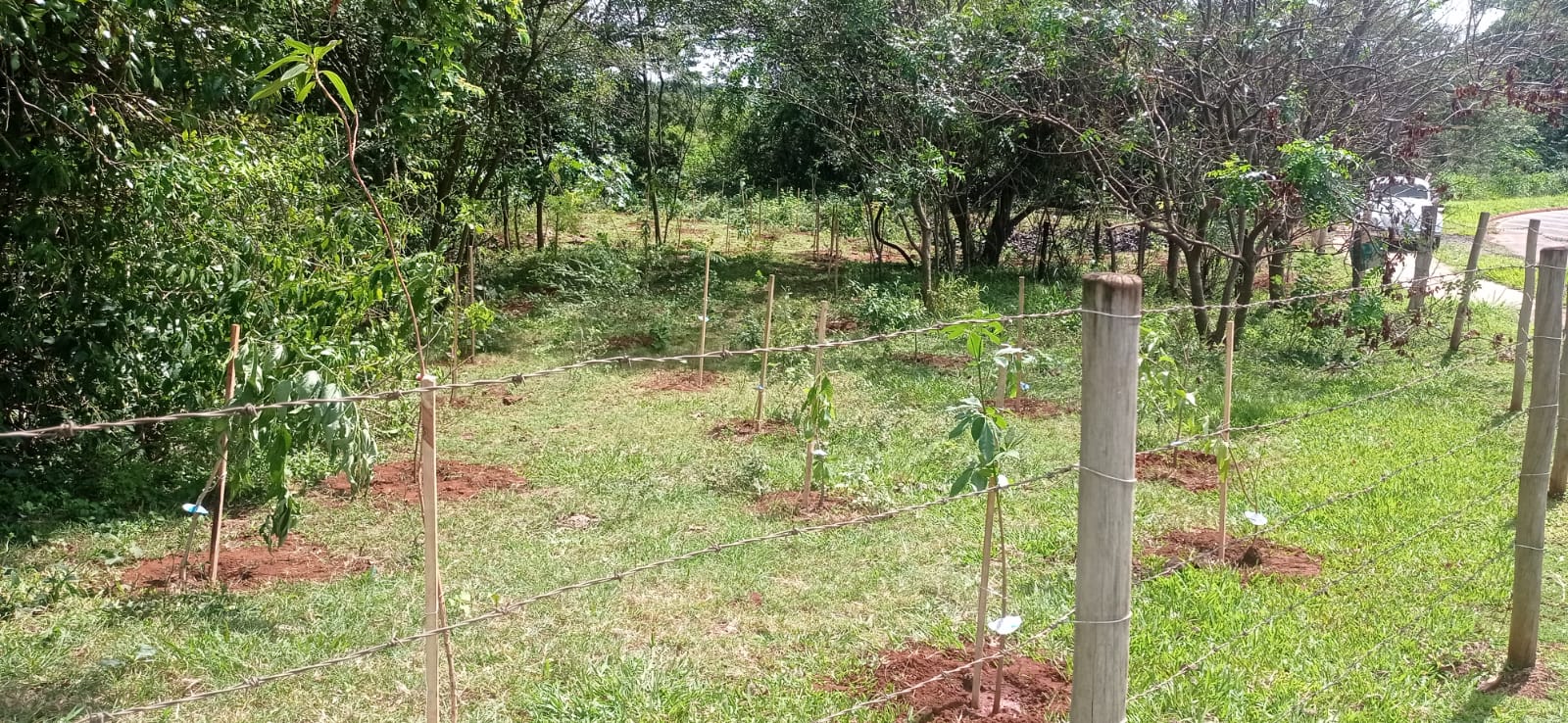 Projeto Vida Mais Verde faz plantio de árvores com apoio de estudantes