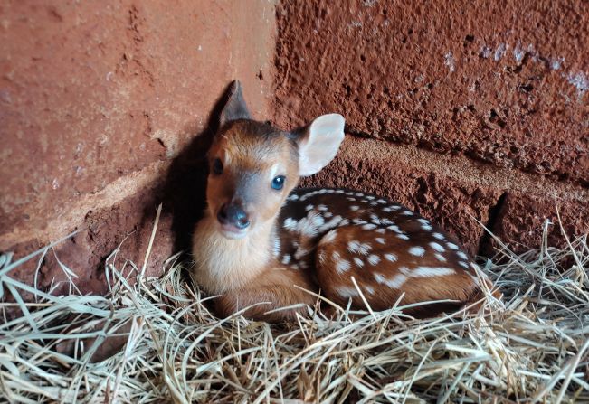 Filhote de veado catingueiro nasce no Zoológico de Guaíra