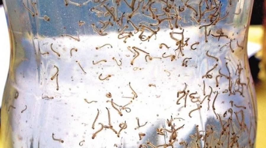Saúde informa que Bebedouro conta com 223 casos de dengue