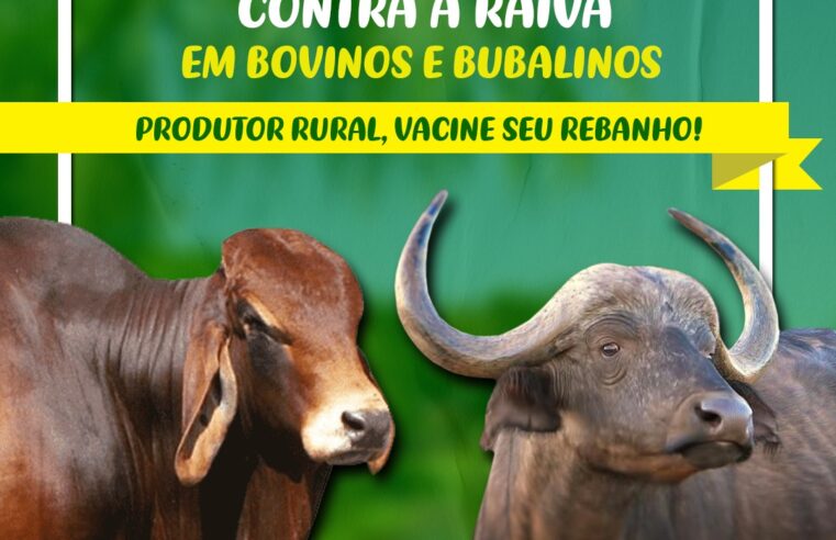 Secretaria Municipal de Agricultura e Meio Ambiente reforça a importância de proprietários vacinarem bovinos e bubalinos contra a raiva