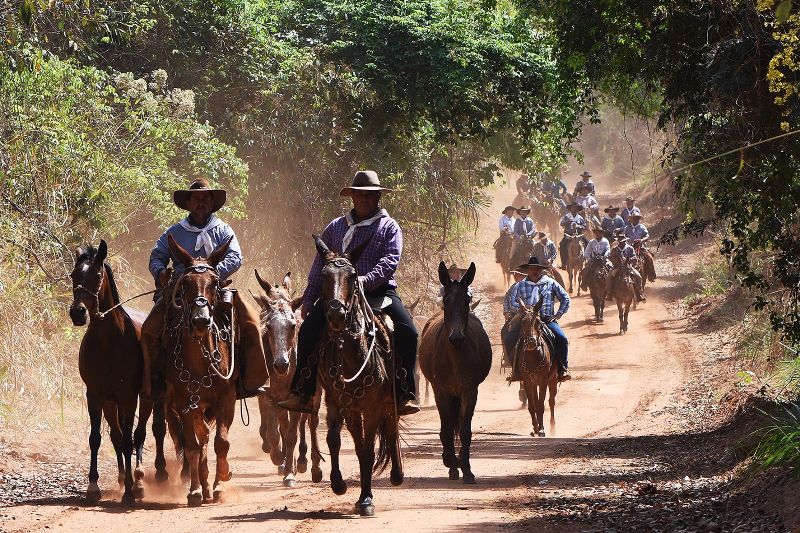 Comitiva de muladeiros percorre 180 km até Barretos