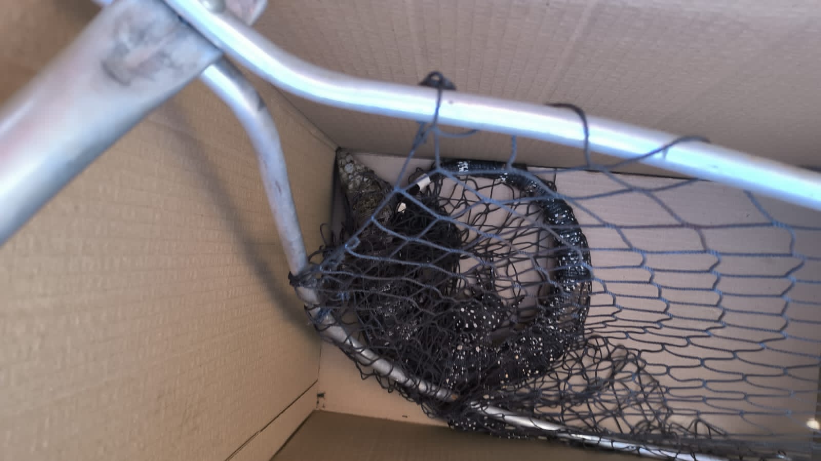 Lagarto é capturado pela Defesa Civil