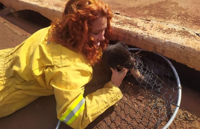 Filhote de cachorro é retirado em bueiro pela Defesa Civil