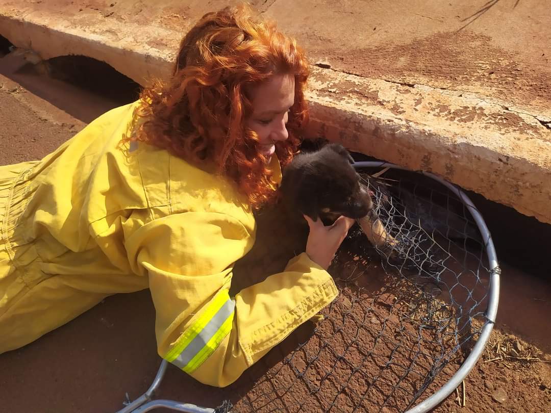 Filhote de cachorro é retirado em bueiro pela Defesa Civil