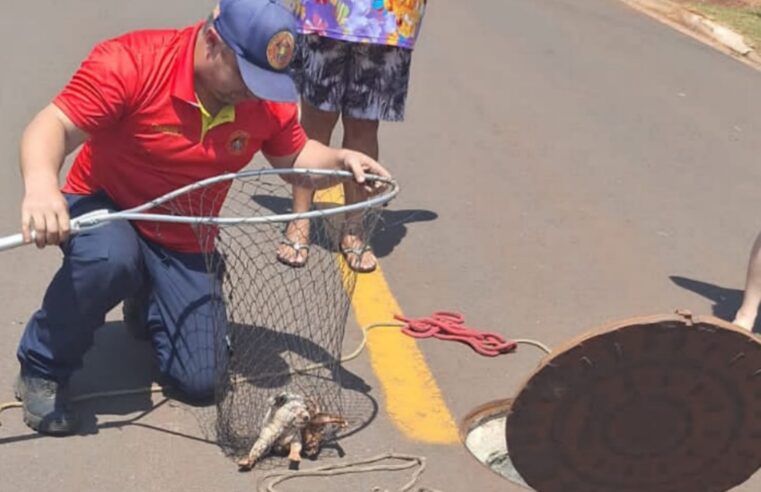 Defesa Civil resgata filhote de cão no Vida Nova