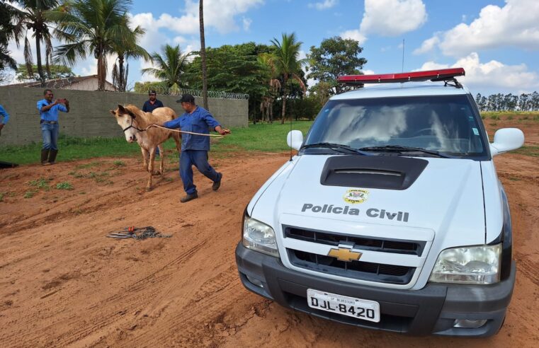 Polícia Civil de Bebedouro recolhe cavalo em situação de maus-tratos