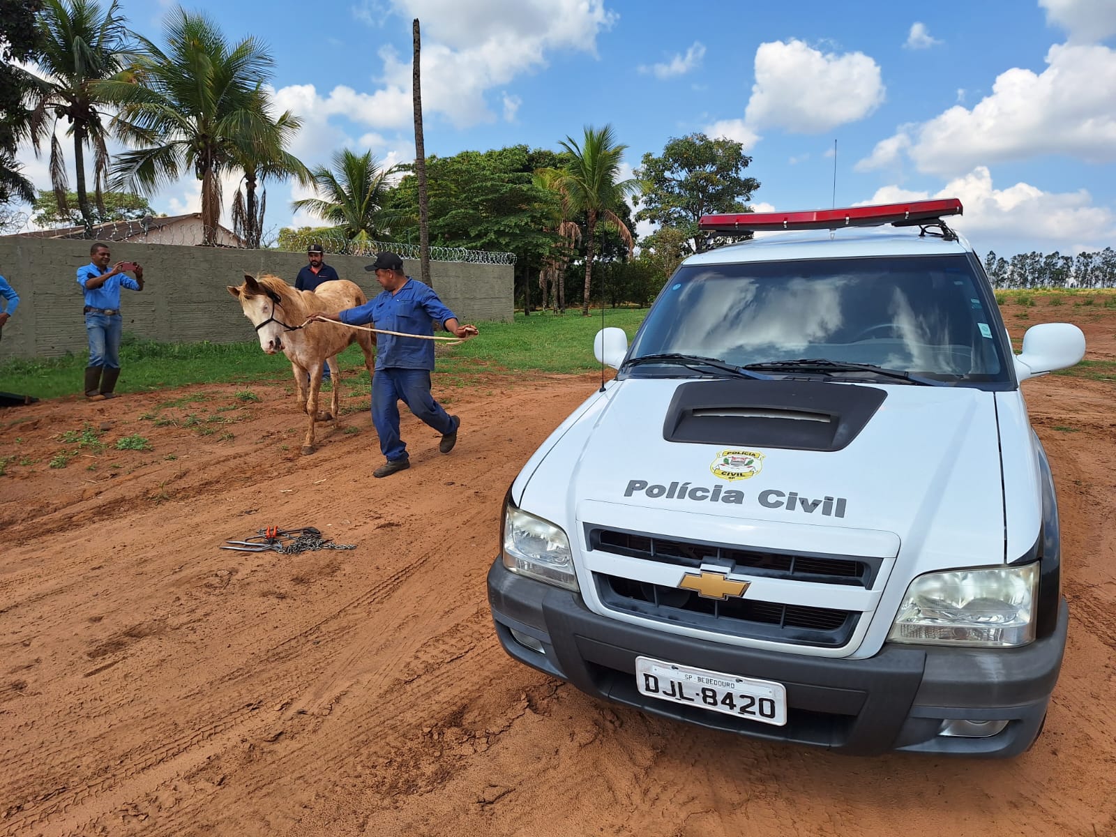 Polícia Civil de Bebedouro recolhe cavalo em situação de maus-tratos