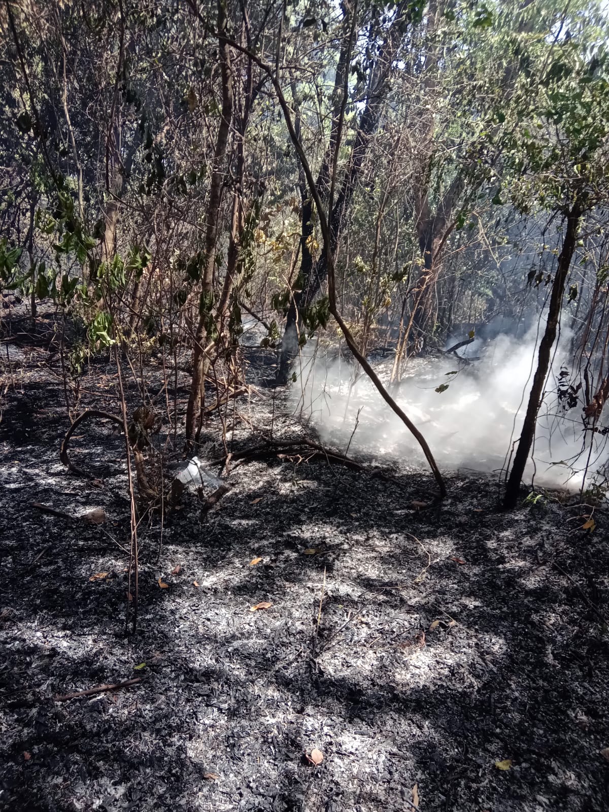 Defesa Civil combateu dois incêndios no perímetro urbano nas últimas 24h