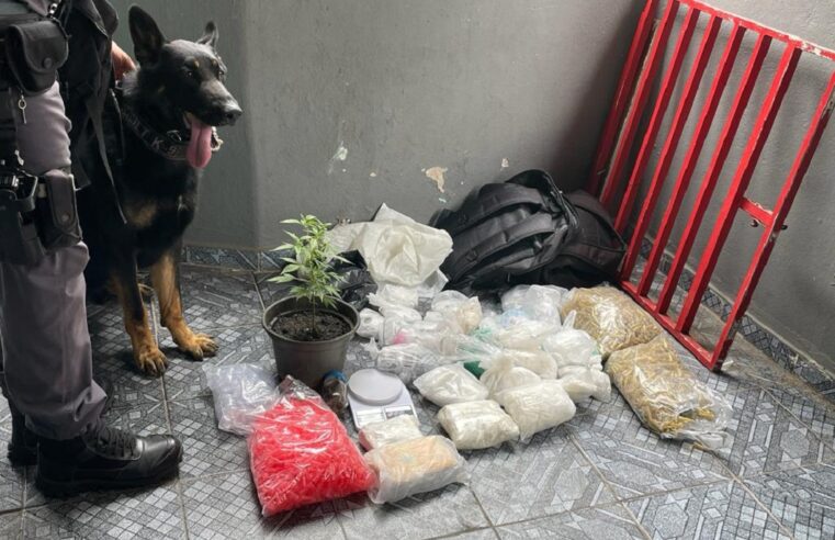 Com auxilio de cães do 5º BAEP, PM apreende mais de 870 porções de maconha no Rio Pequeno