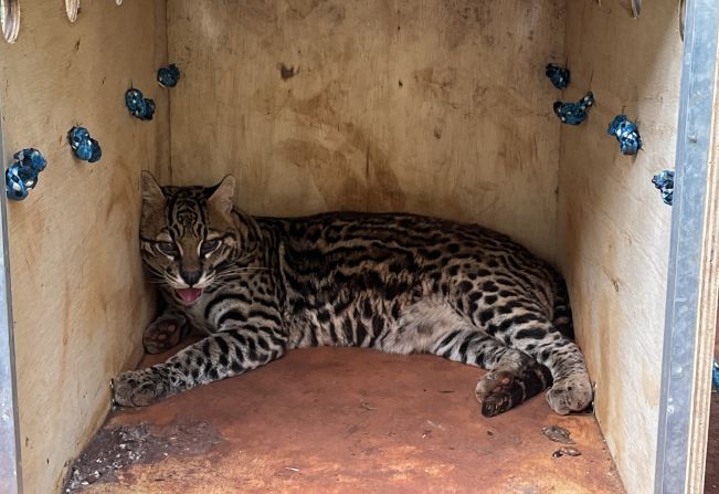 Zoológico de Guaíra recebe onça jaguatirica