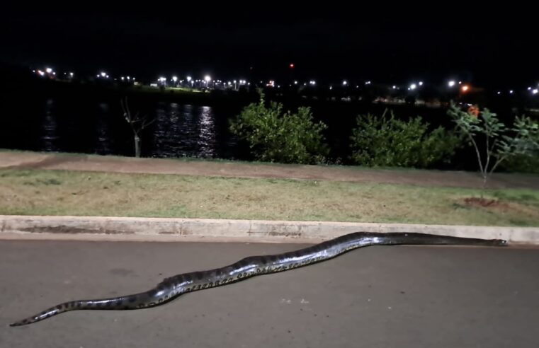 Cobra sucuri é filmada próxima ao lagoa do Jardim Europa