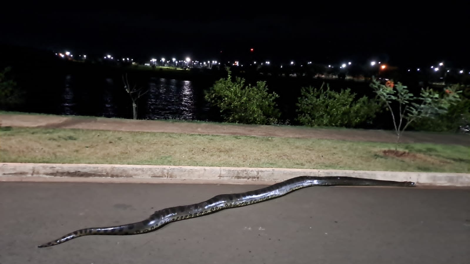 Cobra sucuri é filmada próxima ao lagoa do Jardim Europa