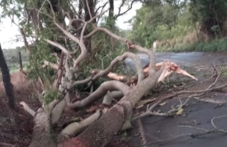 Ventania provoca queda de árvores e galhos em Vicinal