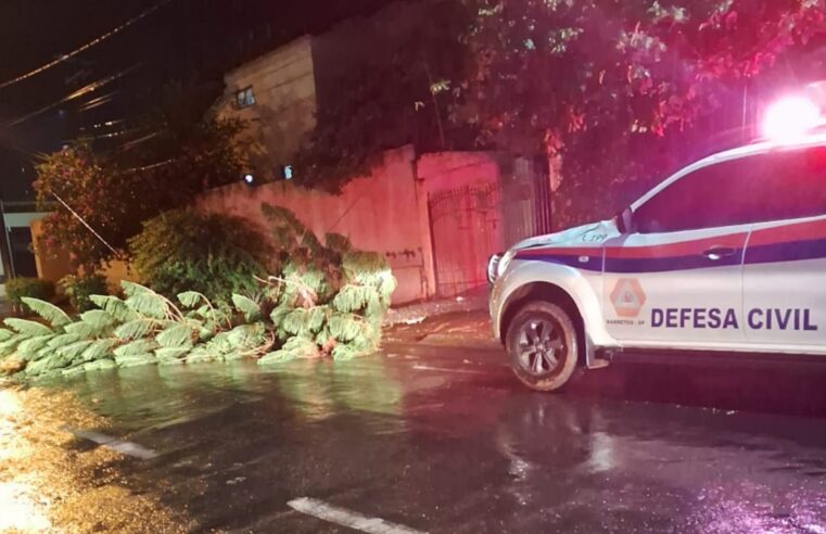 Chuva e ventania provoca queda de árvores