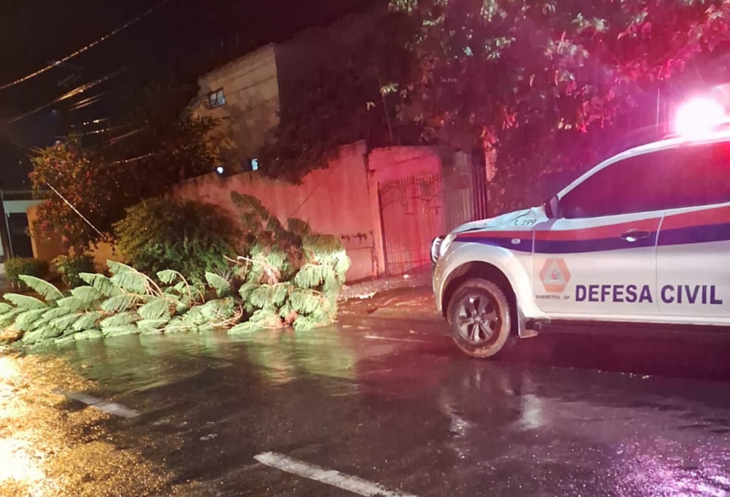 Chuva e ventania provoca queda de árvores